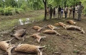 कटनी में वन्यजीवों पर बड़ा हमला, तालाब में जहर डालकर 14 चीतल-सांभरों को मारा, बाघों के लिए बढ़ा खतरा