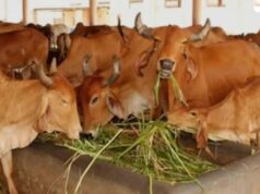 गोवंश संरक्षण की पहल, यूपी में चारागाह विकास को मिली नई रफ्तार
