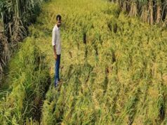 फसल बीमा की अंतिम तारीख नजदीक, 31 जुलाई तक धान समेत 10 फसलों पर मिलेगा योजना का लाभ