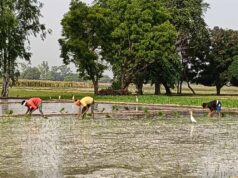 बारिश की कमी से बढ़ी किसानों की चिंता, CG में बोवनी और धान रोपाई प्रभावित