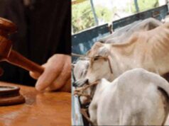 जब्त मवेशियों की कस्टडी किसे मिलेगी? कोर्ट के अधिकार क्षेत्र पर हाईकोर्ट करेगी फैसला