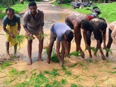छत्तीसगढ़ में अनोखा प्रदर्शन—खस्ताहाल सड़क पर धान रोपकर ग्रामीणों ने सरकार का ध्यान खींचा