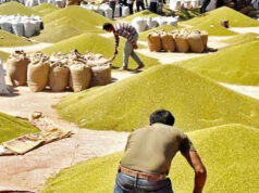 किसानों के लिए बड़ी खबर: मध्य प्रदेश में साढ़े 3 लाख मीट्रिक टन मूंग खरीदी, CM ने लिया जायजा