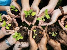 Indore Green Drive: 9 अगस्त को शहर में होगा महा पौधारोपण, 1 लाख पौधों से बढ़ेगी हरियाली