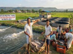 किसानों के लिए कमाई का नया रास्ता, पारंपरिक खेती के साथ मछली पालन से मजबूत हुई आमदनी
