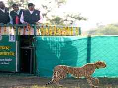 राधा अष्टमी के उपलक्ष्य में किया मादा चीता का नामकरण राधा