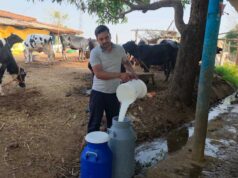 40 से 50 गायों से रोजाना 300 से 350 लीटर दूध का उत्पादन, डेयरी बनी परिवार की मजबूत आजीविका