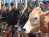 गोशालाएं बनेंगी आय का नया केंद्र, ग्रामीणों-कारीगरों को मिलेंगे रोजगार के अवसर