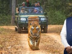 Kanha National Park: CM मोहन यादव ने की कान्हा की खूबसूरती की तारीफ, प्राकृतिक वातावरण में वन्यजीवों को देखने का दिया संदेश