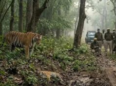 UP के जंगलों में दिखेगा वन्यजीवन का अनोखा संसार, ‘मछली’ फेम नल्ला