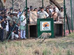 बुंदेलखंड में गूंजेगी चीतों की दहाड़, वीरांगना दुर्गावती रिजर्व में CM यादव आज छोड़ेंगे दो चीते