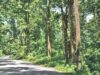 लांजी के जंगल में दिखने लगे हाथी-बाघ, नवेगांव-नगझीरा और कान्हा को जोड़ रहा वन्यजीव कॉरिडोर