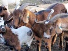 भेड़-बकरियों में प्लेग का खतरा बढ़ा, इंदौर संभाग में 8.42 लाख पशुओं को लगाया गया PPR डोज