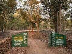 केन-बेतवा लिंक परियोजना पर बढ़ी चिंता, 60 लाख पेड़ों की कटाई के दावे पर MP हाईकोर्ट ने मांगी रिपोर्ट