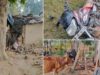 CG में हाथियों के हमले से दहशत, सुबह 3 बजे गांव में मची अफरा-तफरी