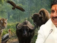 Kanha Tiger Reserve: मध्य प्रदेश में वन्यजीव संरक्षण की नई पहल, CM मोहन यादव आज छोड़ेंगे 8 जंगली भैंसे