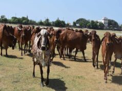 उत्तर प्रदेश में गोवंश संरक्षण के लिए बढ़ा आर्थिक समर्थन, मंडी परिषद के बजट में नौ वर्षों में बड़ा इजाफा